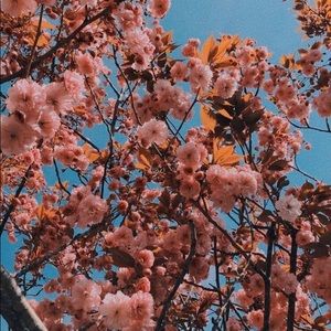 Meet your Posher, Lexi